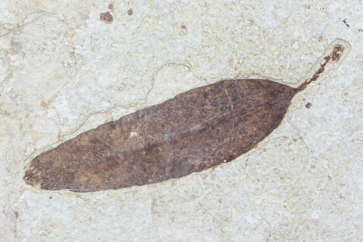 Fossil Leaf (Unidentified) - Green River Formation #79547